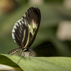 特写的钢琴钥匙蝴蝶, heliconius melpomene, 栖息一叶绿叶