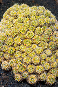 兰萨罗特岛 guatiza 仙人掌花园 mammillaria 牛鞭