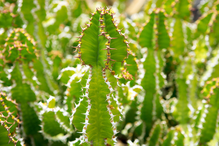 兰萨罗特岛 guatiza 仙人掌花园 euporbia pseudocactus