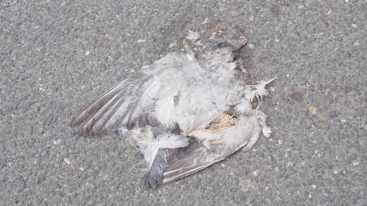 死鸟在路上,被车祸压碎的禽畜照片
