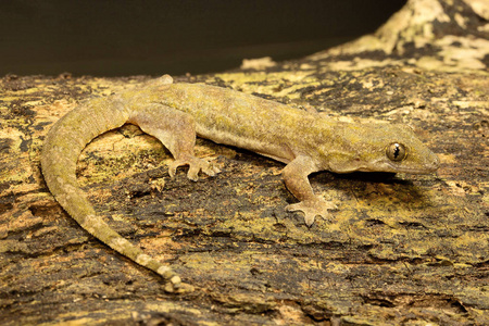 扁尾屋壁虎, Hemidactylus platyurus, Gekkonidae, Jampue 丘陵, 特里普拉邦印度