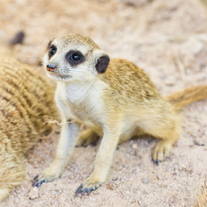 meercat 的肖像