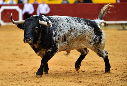斗牛牛跑和跳跃在西班牙的公牛跑在斗牛在西班牙的公牛跑在斗牛在