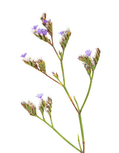 坎塔布利亚补血 binervosum 的植物群, 岩石海薰衣草, 在白色被隔绝