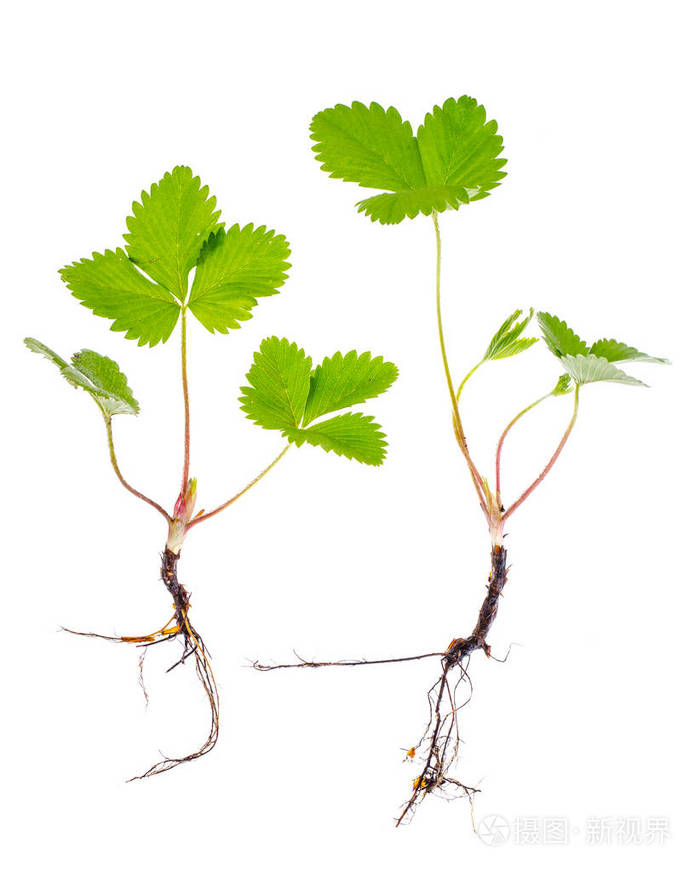 草莓园幼苗白色背景隔离