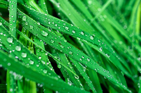 绿草上的雨滴