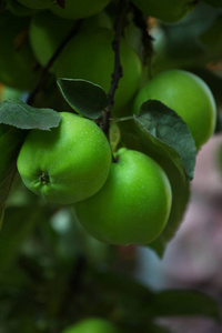绿色苹果树花园