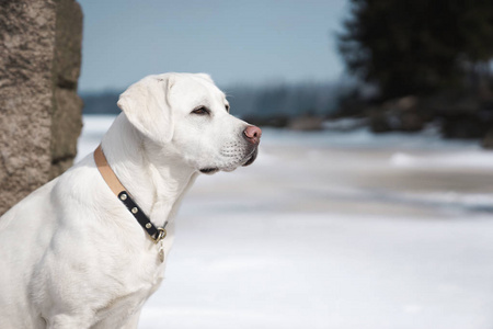 美丽的年轻可爱的拉布拉多猎犬狗的肖像在寒冷的冬天的一天户外