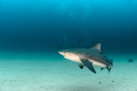 公牛鲨鱼 Carcharhinus leucas。太平洋海洋之海礁