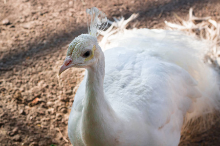 白鸟孔雀 peahen 的特写画像头上羽毛冠