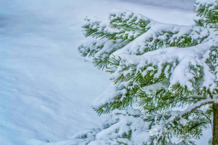 冰冻的冬季森林与雪覆盖了树