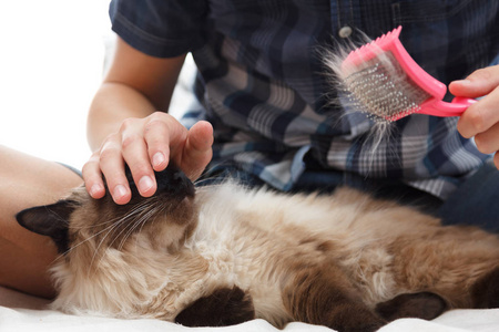 照顾猫毛。梳绒猫手梳理。以巴厘照顾家养宠物