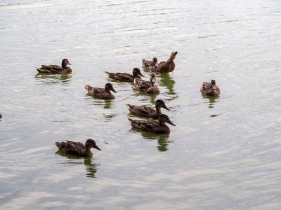 鸭在池塘中鹅鸭在家禽农场的乡村生活中和平共处一只灰色的鸭子在河边