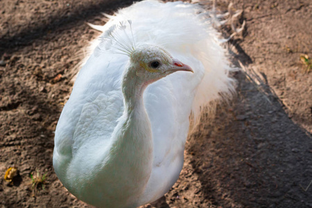 白鸟孔雀 peahen 的特写画像头上羽毛冠