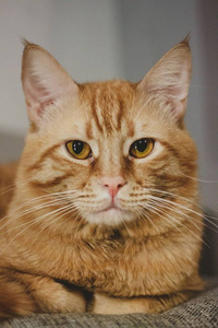 美丽的生姜猫的肖像