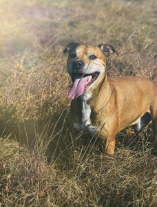 美国斗牛犬在性质上行走