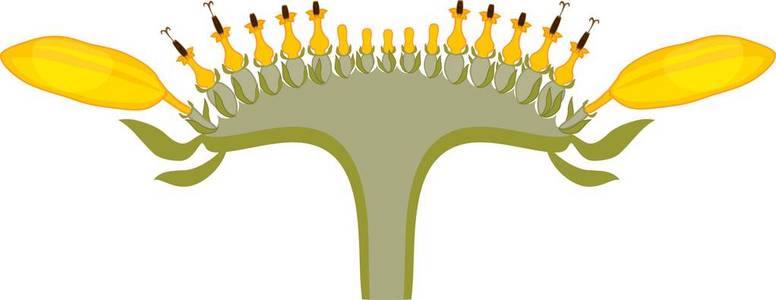 向日葵花的剖面结构 花头或pseudanthium 图 向日葵的部分与标题插画 正版商用图片054khj 摄图新视界 向日葵花的剖面结构 花头或pseudanthium 图 向日葵的部分与标题插画 正版商用图片054khj 摄图新视界