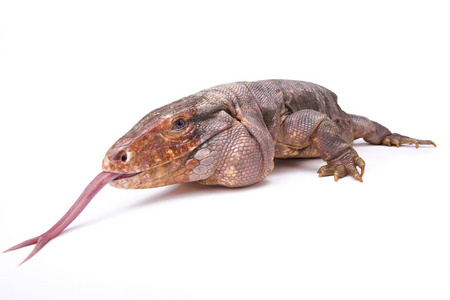 阿根廷红 tegu Tupinambis 探讨 是一个巨大的蜥蜴物种。分叉舌用来闻食物