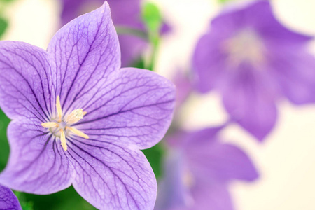 紫色气球花或桔梗 grandiflorus 花
