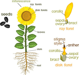 种子植物图片 种子植物素材 种子植物插画 摄图新视界