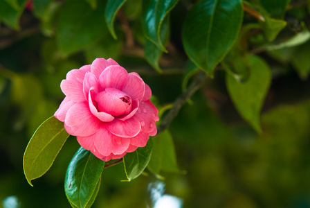 山茶花