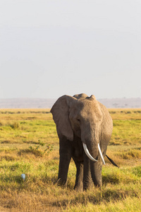 大草原背景上大象的肖像。安博塞利.肯尼亚非洲