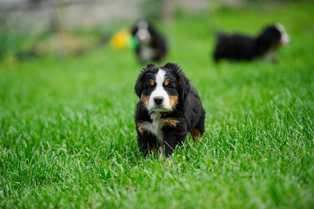 在绿色的草地上运行的小快乐的狗