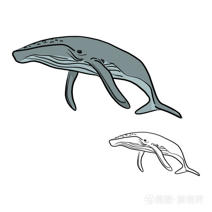 涂鸦鲸鱼矢量插图草图涂鸦手绘制与黑色线隔离在白色背景上