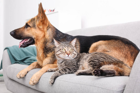 可爱的猫和狗一起在沙发上休息。动物友谊