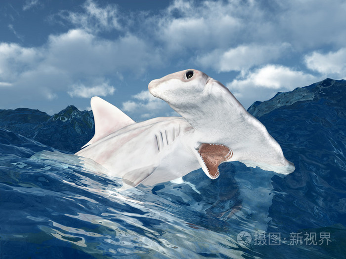 双髻鲨