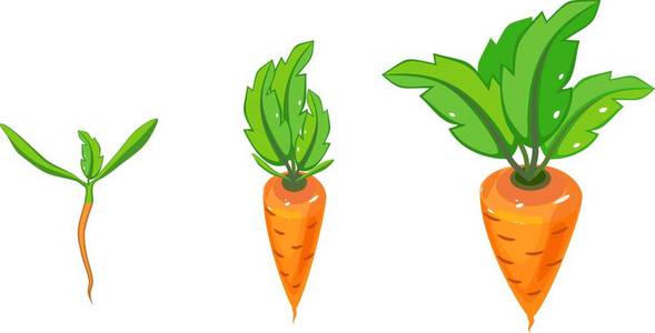胡萝卜在白色背景下生长的阶段图片