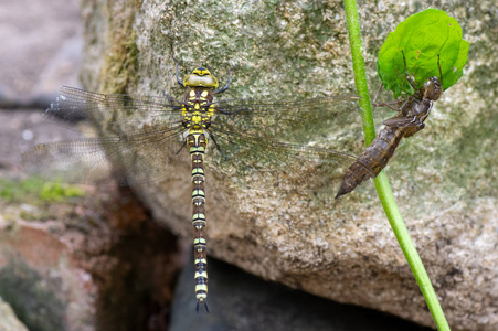 南方小贩 Aeshna 霞 蜻蜓与 exuvia。雌性昆虫在顺序蜻蜓, 家庭 Aeshnidae, 旁边脱落幼虫皮肤