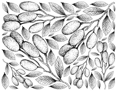 热带水果, 插图壁纸的手绘草图的新鲜杜英 hygrophilus 水果隔离白色