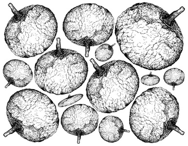 热带水果, 插图壁纸的手绘草图的 Feroniella 水青冈水果隔离在白色背景上