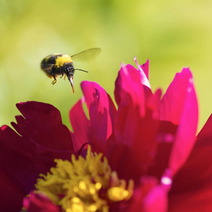 在夏日花园里一朵粉红色的牡丹上飞翔的大黄蜂