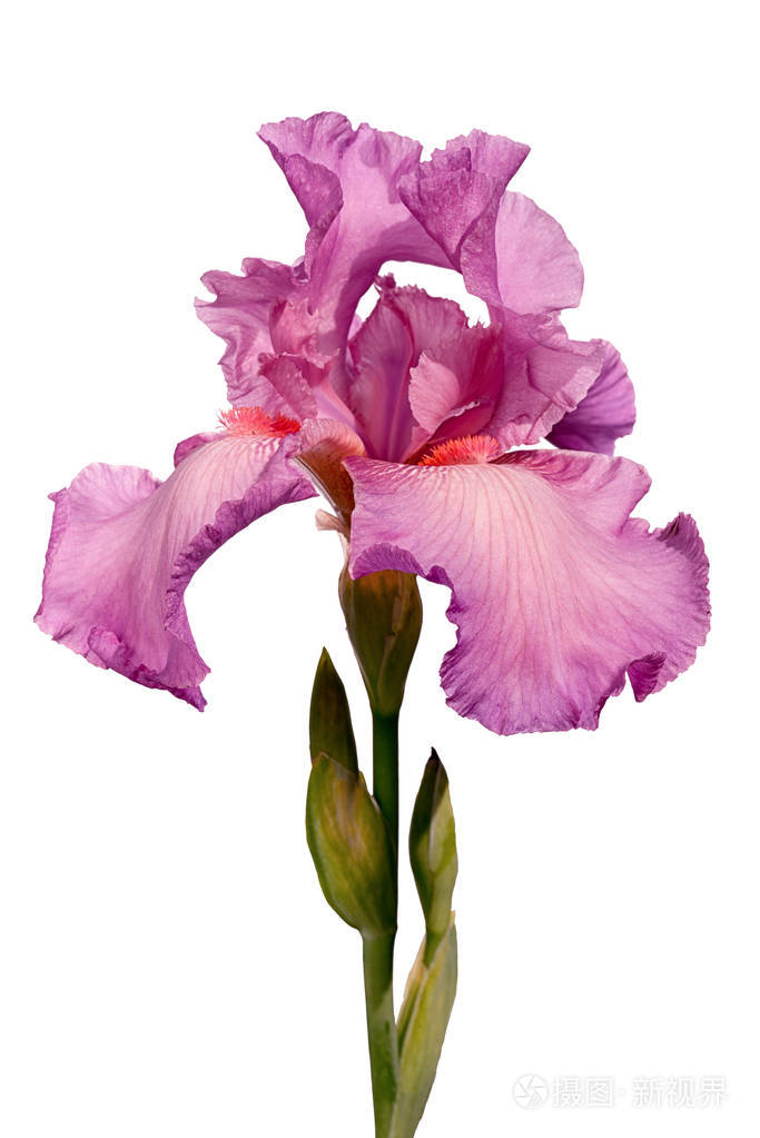 孤立的白色背景上的粉红色高原鸢尾花