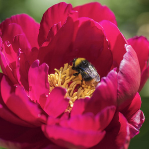 在夏日花园里, 毛茸茸的大黄蜂坐在粉红色的牡丹上