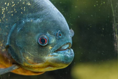 水族馆里的食人鱼特写摄影图