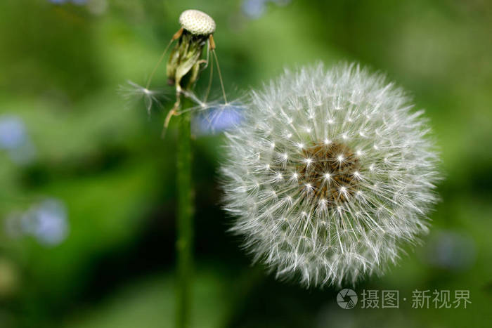 常见蒲公英的成熟果实