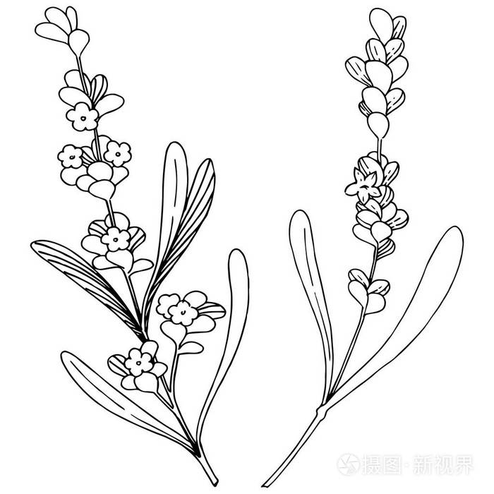 背景,纹理,包装图案,框架或边框的矢量花插画-正版商用图片05500h-摄