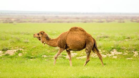 绿草泉地里的骆驼