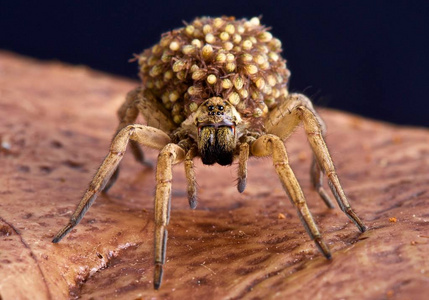 食肉动物狼蛛背着他们的婴儿在他们的背部作为一个额外的保护, 对任何