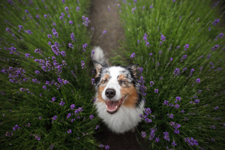 快乐的狗在薰衣草花。澳大利亚牧羊犬。宠物在自然夏天