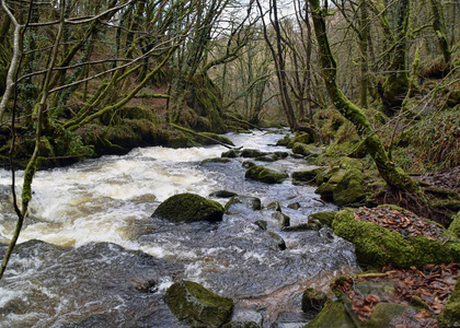 Golitha 瀑布附近的 Lanreath 在 Liskeard, 英国