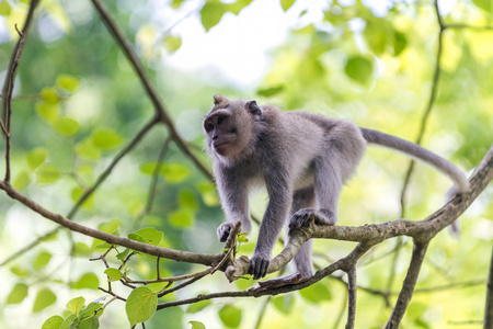 猴子爬电线杆图片