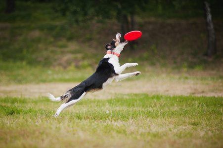 飞盘狗边境牧羊犬传染性