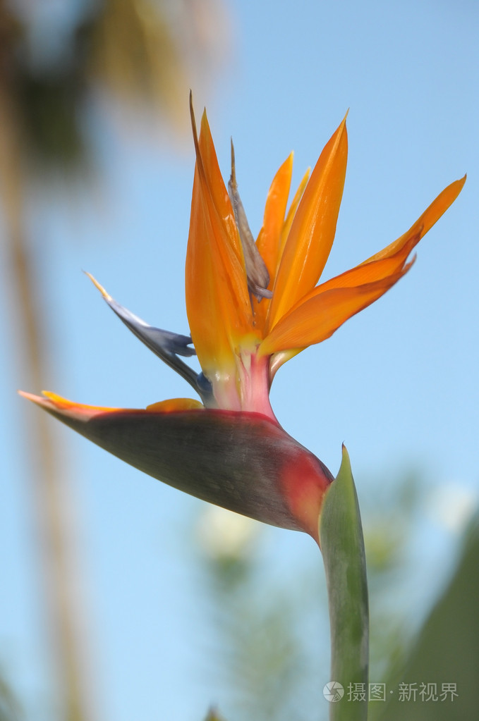 strelezia天堂鸟之花