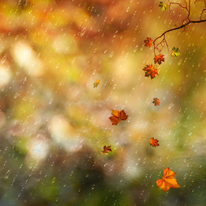 落叶和雨在秋天的森林,自然背景照片