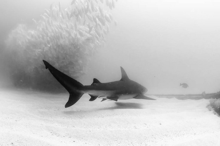 公牛鯊魚 (carcharhinus leucas).太平洋海洋之海礁照片