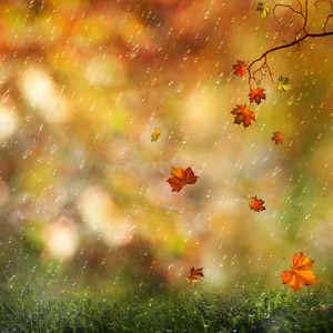 在草甸，抽象的自然背景甜秋天的雨